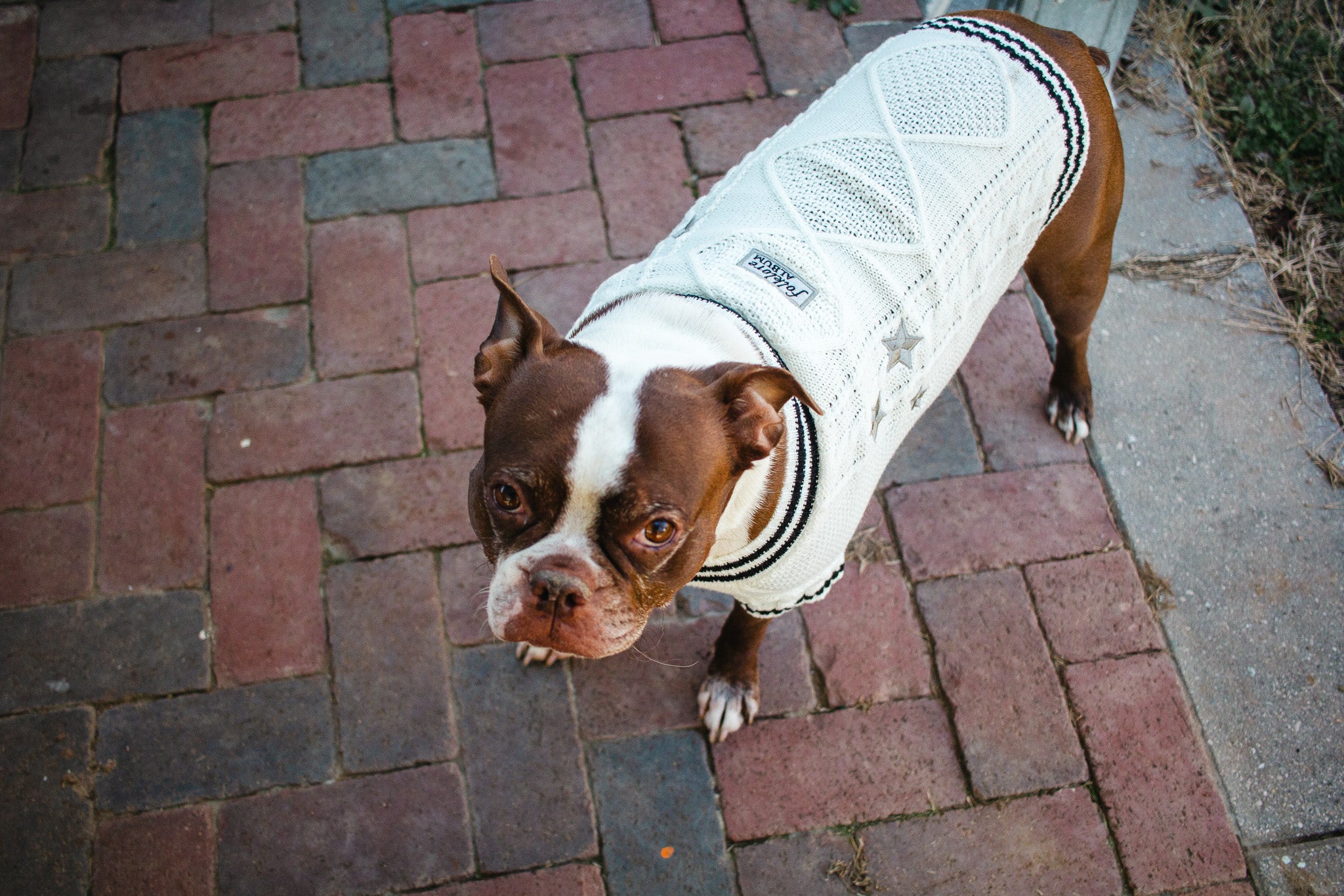 Folklore Pet Cardigan