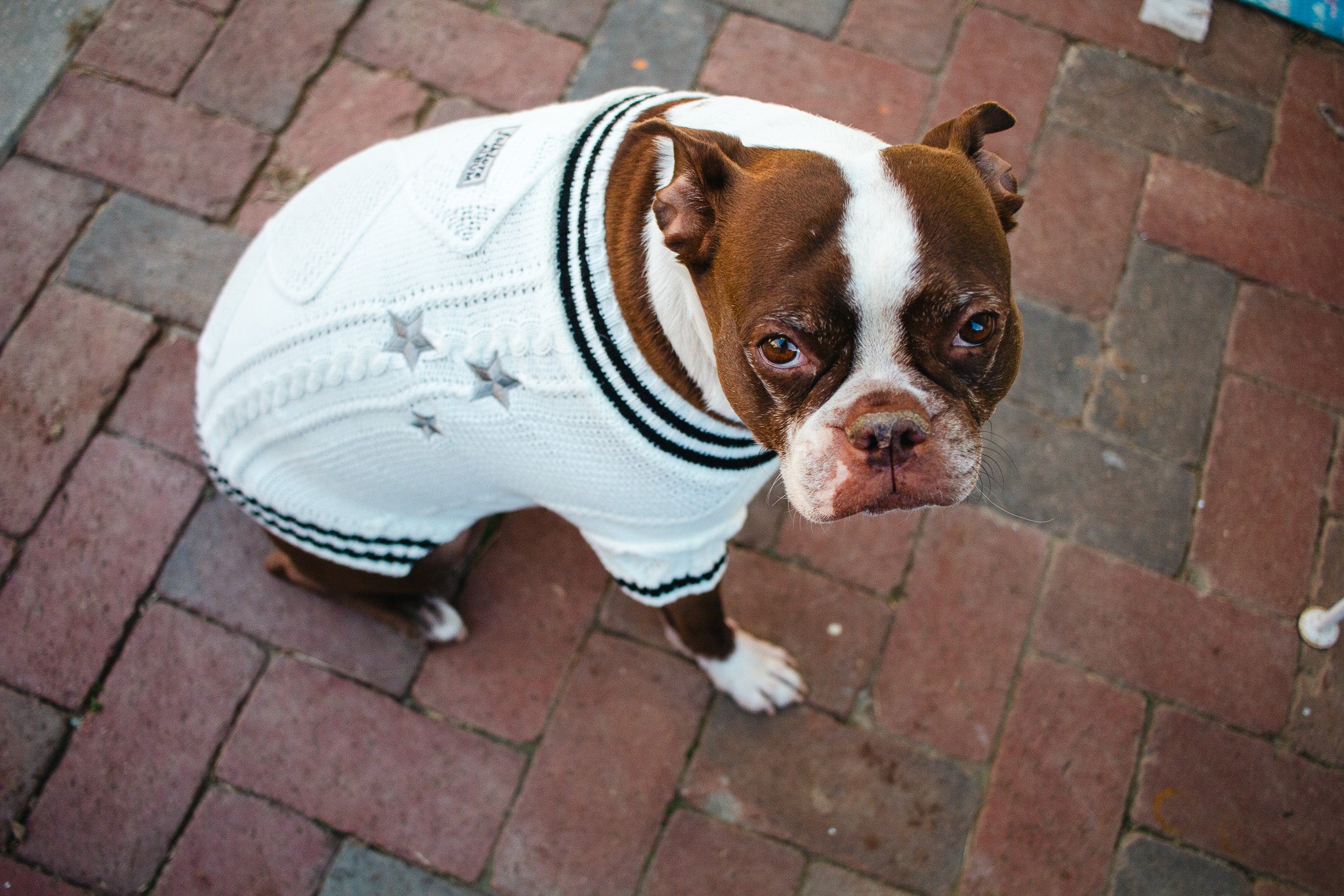 Folklore Pet Cardigan